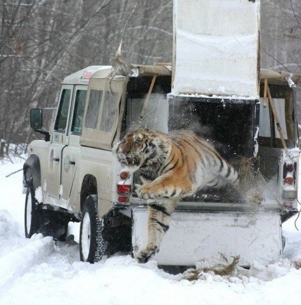 Живность из сети