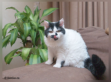 Котовторник (02.06.2009)