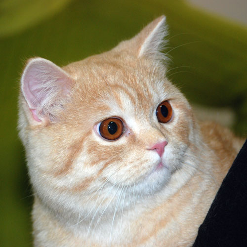 Выставка кошек