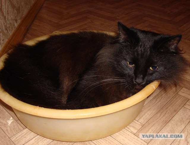 It's Catursday Fever! (Котовторник)