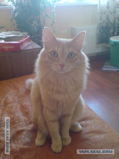 Котовторник  07.06.11