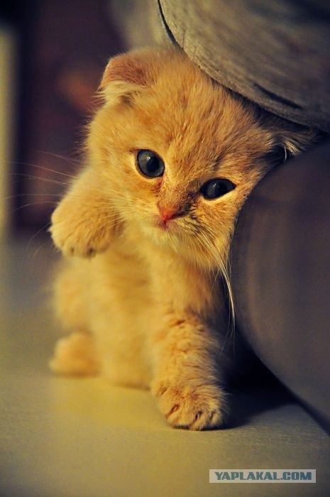 Котовторник! 08.11.11