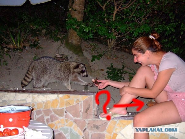 Как приманить енотов для фотосессии?