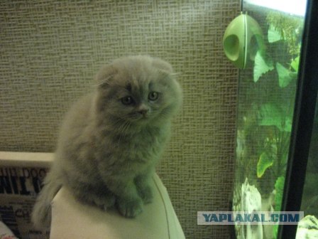 Котовторник (21.02.2012)