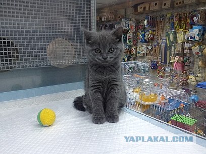 Котовторник  от 3.04.2012