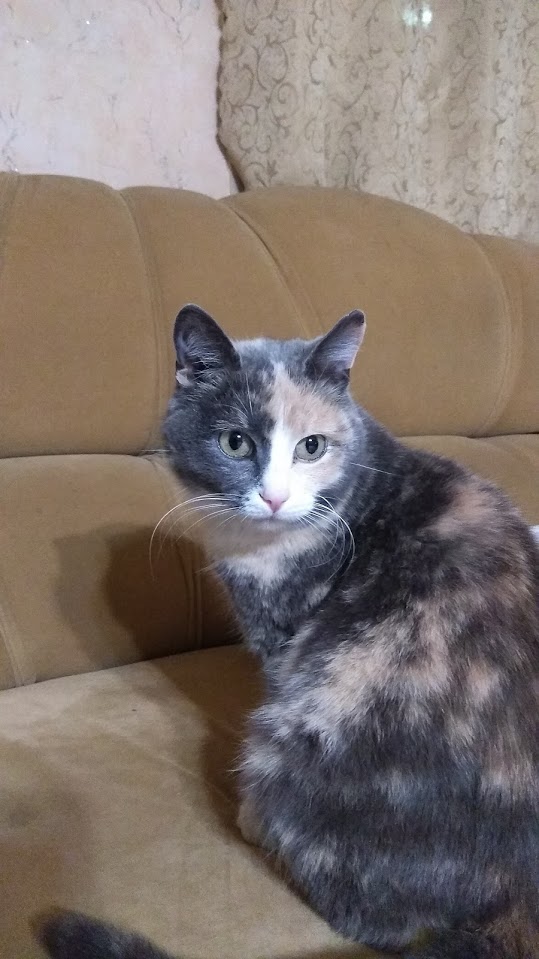 Зимние коты