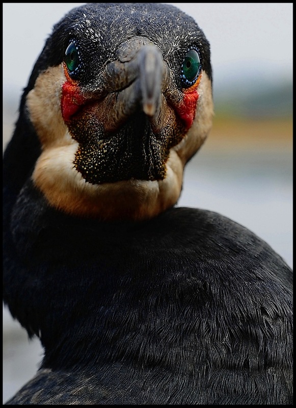 Череп неведомого существа.
