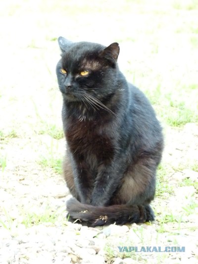 Котовторник 11.09.2012