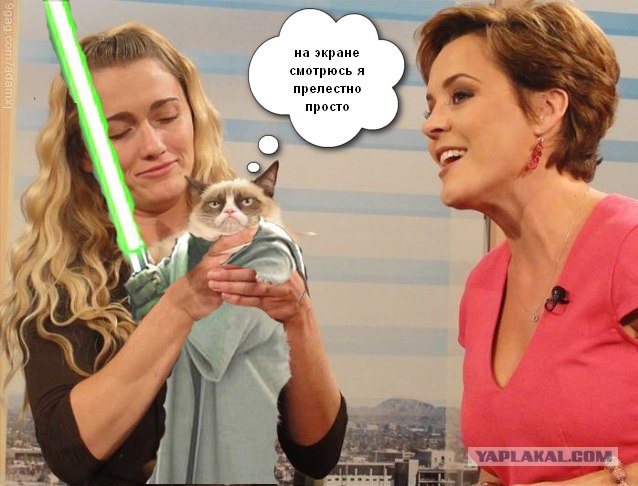 Сердитый кот