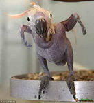 Расчесал кота