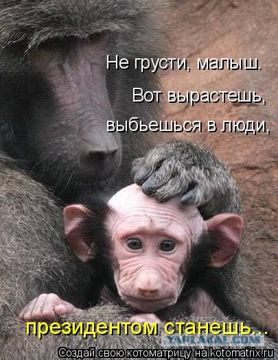 А какие у вас питомцы?