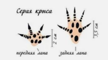 Самоизоляция Бэнкси