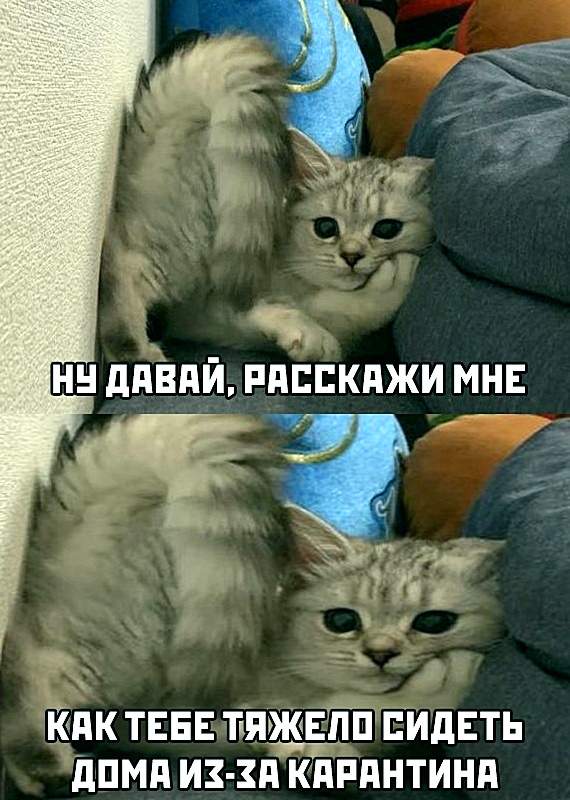 50 невеселых карантинок