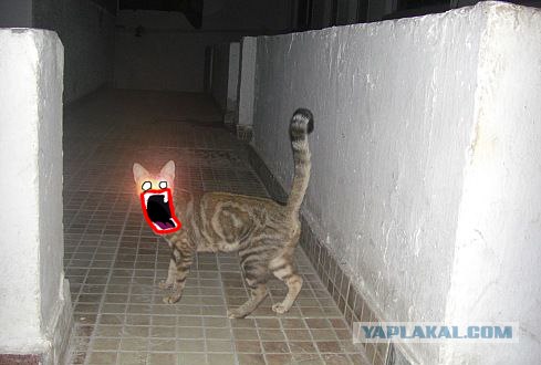 Фотожаба: Кот отакует!