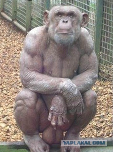 Фотожаба: Всю жизнь за решеткой