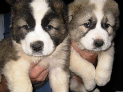 Хамство кавказцев на дороге