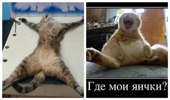 Насохранял