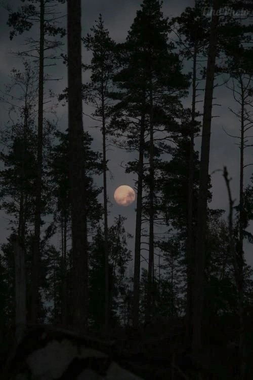 Для ценителей лесов (лесные пейзажи)