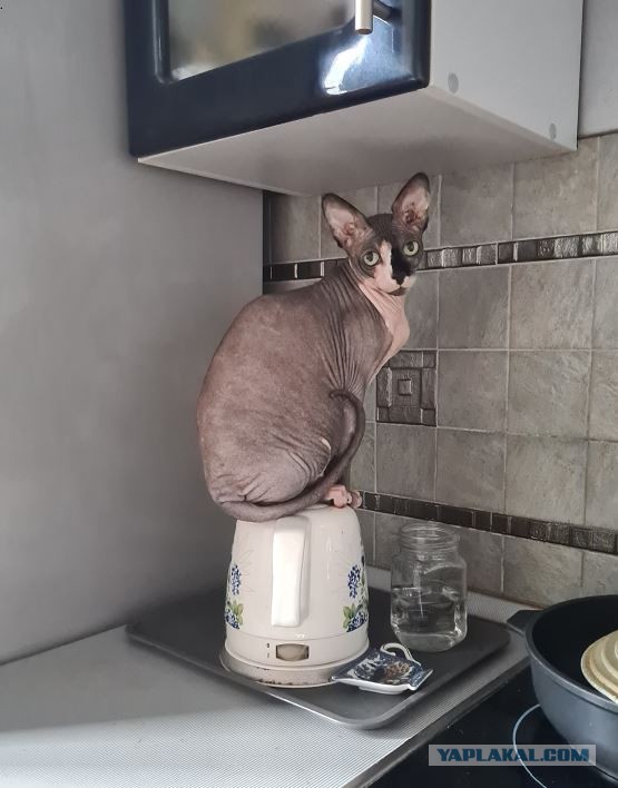 С Котовторником вас! Зовут Чеса!