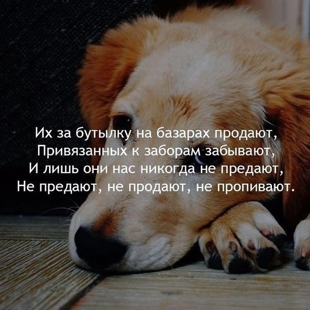 Сегодня собакочетверг