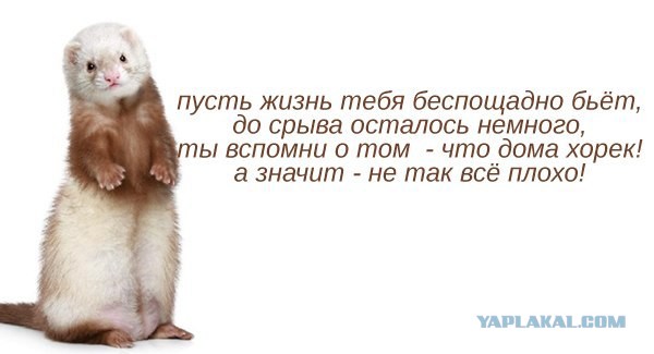 Новорожденные хорята (видео)