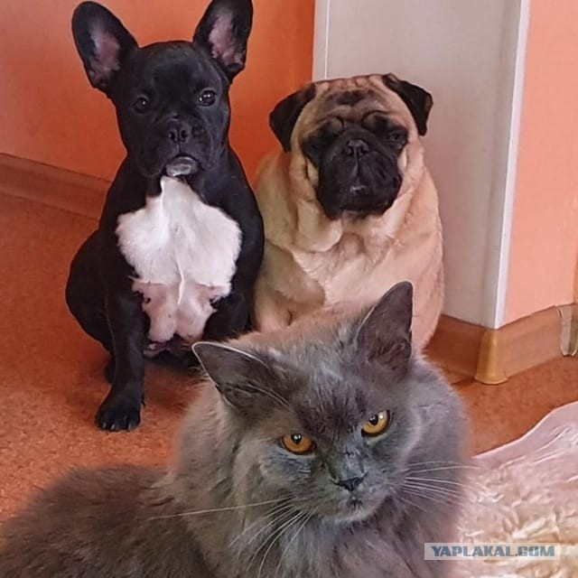 Хочу собаку! (гид по группам пород)