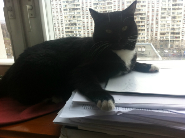 Котовторник 30.04.2013
