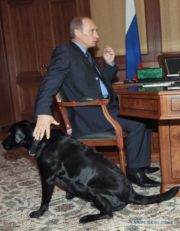 Ким Чен Ын подарил Владимиру Путину пару собак национальной северокорейской породы пхунсан