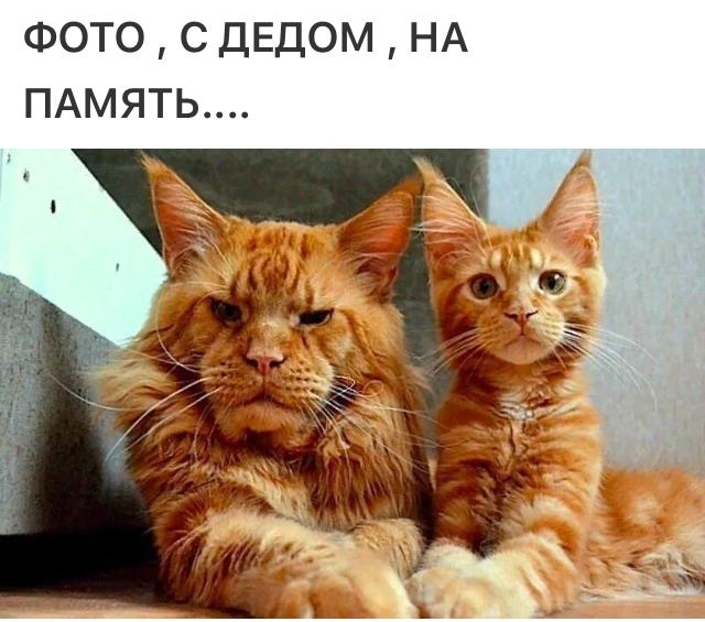 Мэйн-кун!  Котовторнику посвещается!