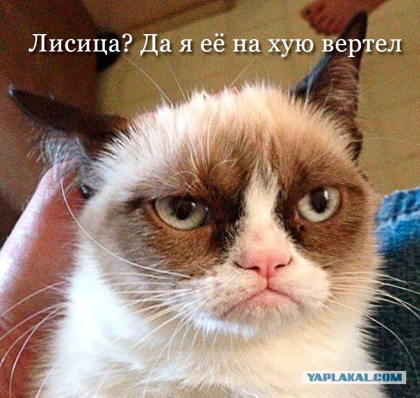 Лиса vs. коты