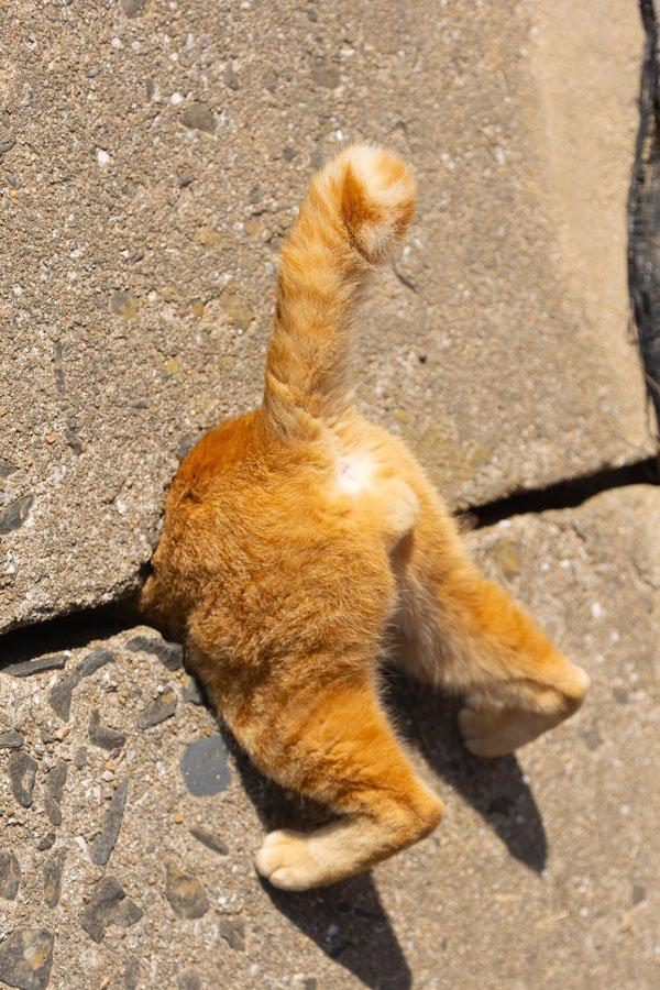 12 самых смешных котов в истории комического конкурса Comedy Pet Photography Awards