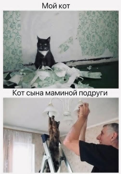 К котовторнику: подборка картинок-баянов с котиками и про котиков. Выпуск 22