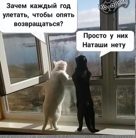 Котовторник же!