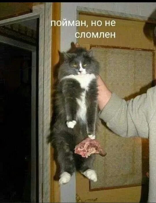 К котовторнику: подборка картинок-баянов с котиками и про котиков. Выпуск 33..