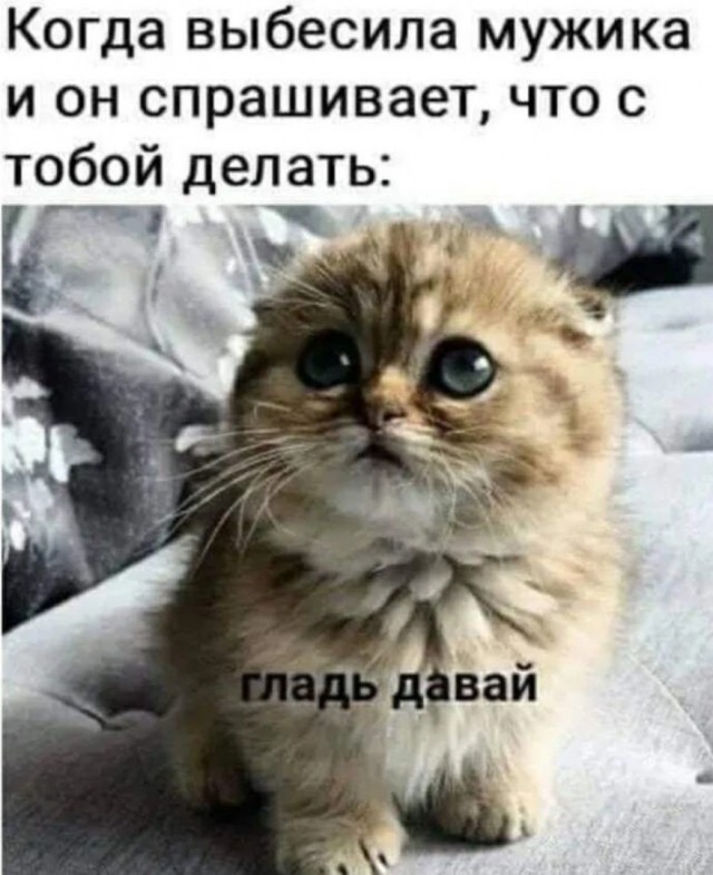 К котовторнику: подборка картинок-баянов с котиками и про котиков. Выпуск 42.