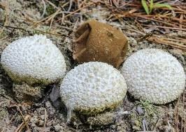 А не ликопердон ли ты часом ?