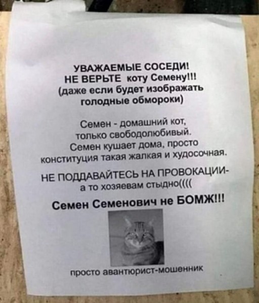 Несколько слов о пушистом с фото