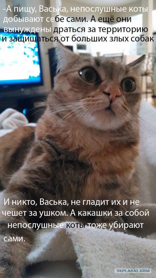 Комментарии из Сети