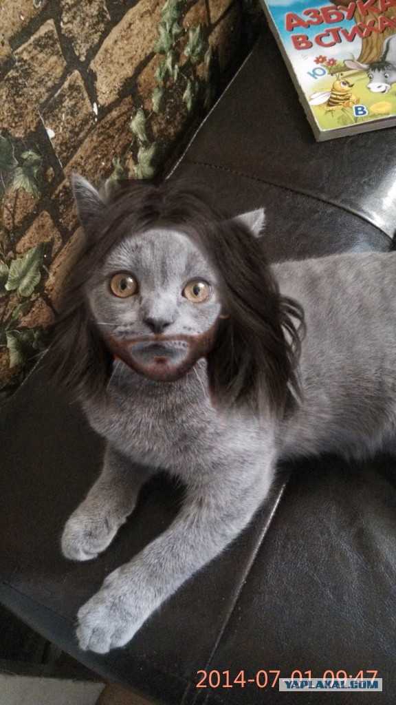 Кошка-кот