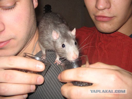 Ап! И крысы у ног моих сели!