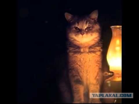 Китайская мудрость на ПМЭФ