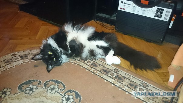 Котовторник  21.07.2015