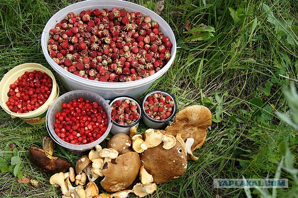 Небольшая дверь в Лето!