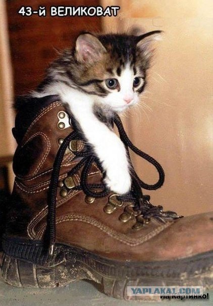Прикольные коты