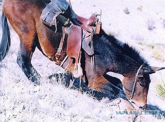 Нападения лошадей