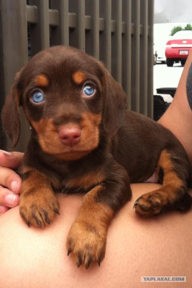 Собакочетверг