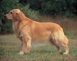 Оружие для самозащиты