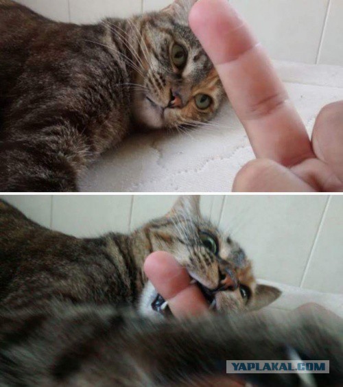 Мой кот, мои правила!