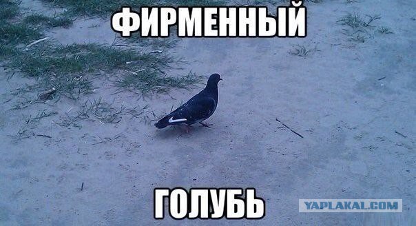 Забавные картинки из Сети