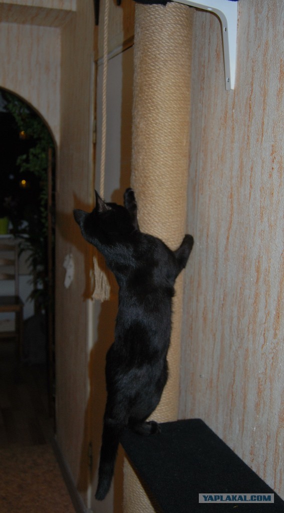 Котовторник 15.03